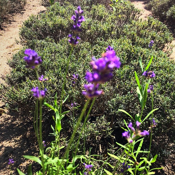 Meet your Posher, Jillian - Picture 3 of 3